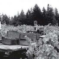 Grape harvest in 1957