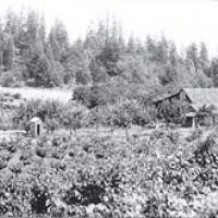 Vineyard on Greenwood Ridge in 1930s when total acres exceeded 200. Prohibition and several severe frost events in the 1940s wiped out all but three vineyards.