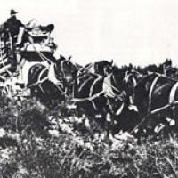 Tan oak bark was harvested and hauled to ships for leather tanneries in San Francisco.