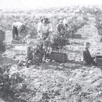 Grape harvest in 1925
