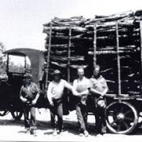 Harvest of tan oak bark from northwestern Sonoma County in 1920