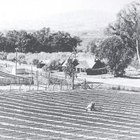 Prunes drying in the sun at the Hotchkiss ranch on Eastside Road in 1900