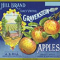 Gravenstein Apples