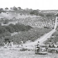 J. Pedroncelli Vineyard in 1934