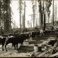 1800s logging of redwoods in the Russian River.	