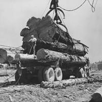 Clear cut logging in the 1940 and 50s used practices that left a legacy of erosion and siltation of creeks and fish habitats.	