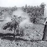 Images of the early years of the Napa wine industry