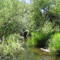 Napa River in springtime