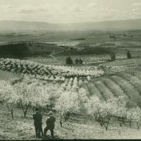 Orchards and Vineyards of Early Santa Clara County