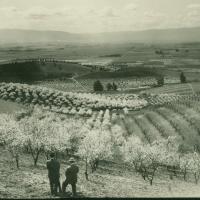 Orchards and Vineyards of Early Santa Clara County