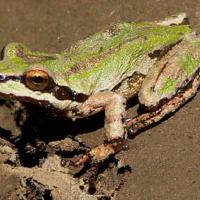 Wildlife species use riparian corridor of Napa River