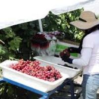 Picking and Packing Table Grapes in Kern County