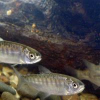 Juvenile Chinook salmon	