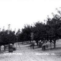Apple orchard in Sebastopol