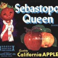 Sebastopol Queen Label