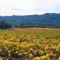 Sonoma Valley 2009	
