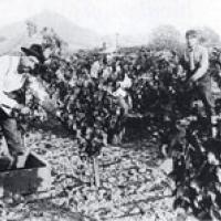 Grape harvest in 1900 in Dry Creek Valley