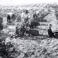 The grape harvest was a family affair 