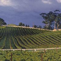 Vineyards in Petaluma River valley