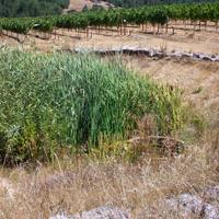 Vineyards are now developed and managed to reduce soil erosion as seen here where a sediment basin sits down slope of a vineyard.