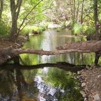 Upper White Creek supports steelhead trout