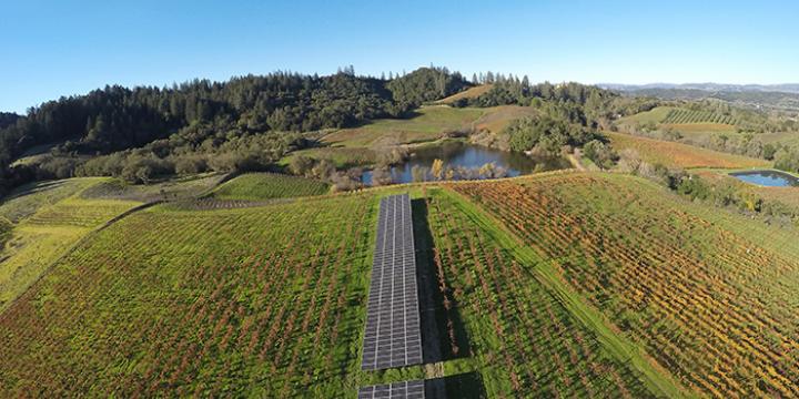 Wine Creek Invasive Plant Removal and Native Plant Revegetation Project