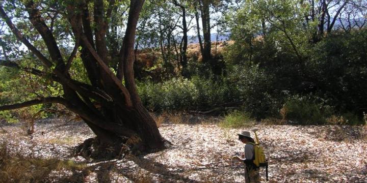 Napa River Sediment Reduction and Habitat Enhancement Plan