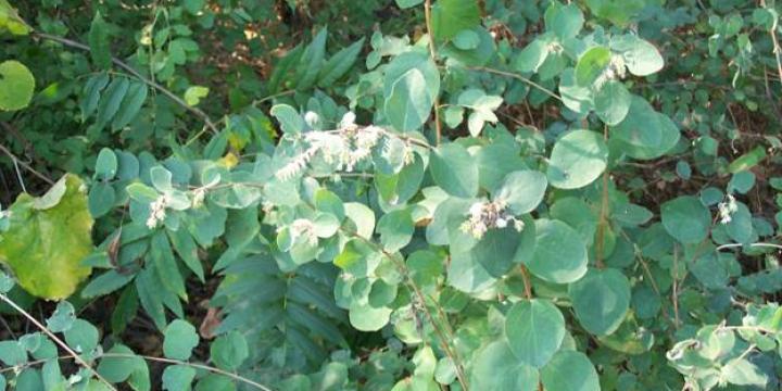 Native snowberry