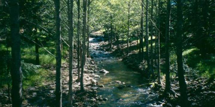 Rockaway Creek Riparian Enhancement Project