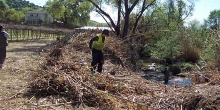 Arundo removal on Suisun Creek in Solano County